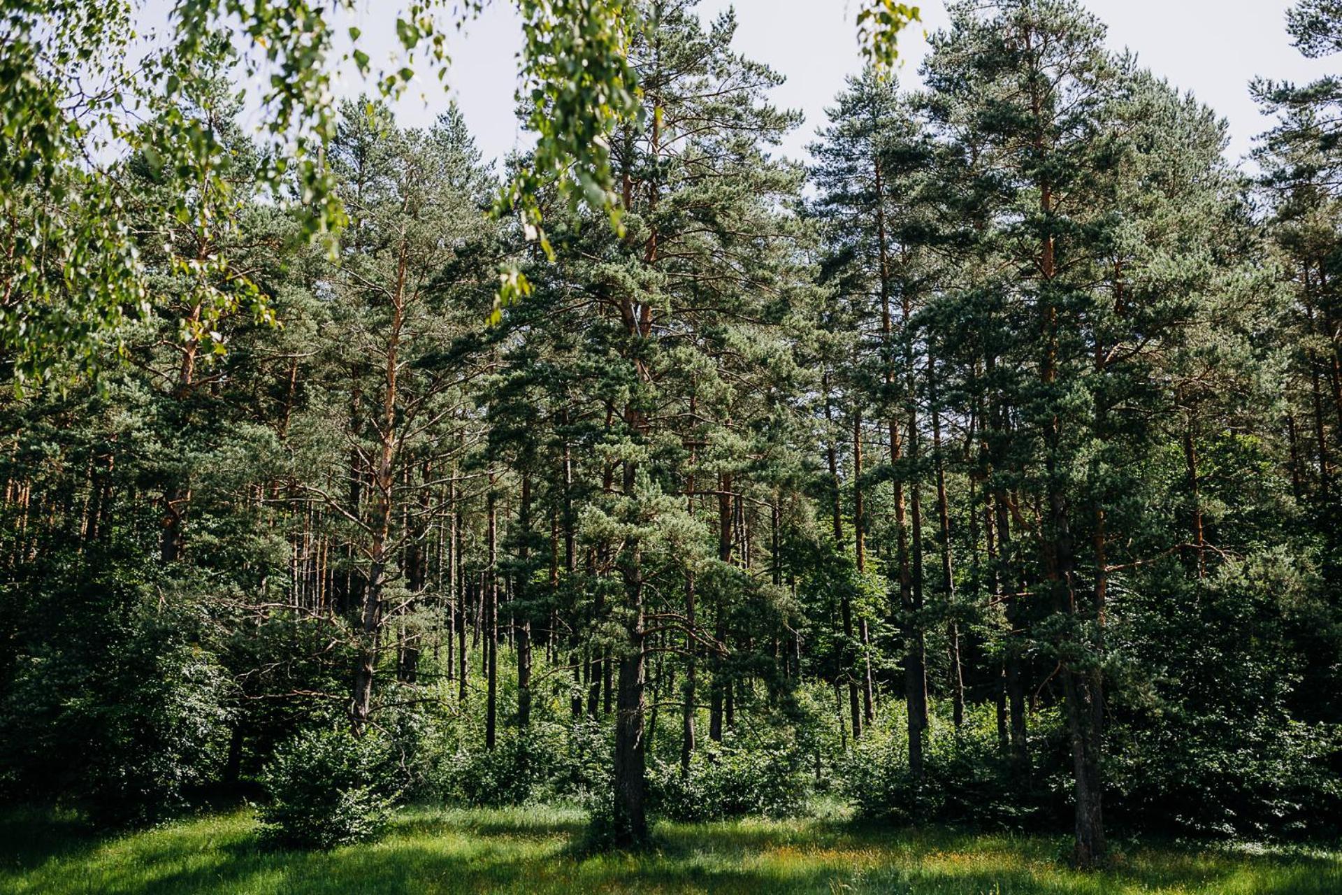 Villa Mysliwska Chata Na Skraju Lasu à Wojtkowa Extérieur photo